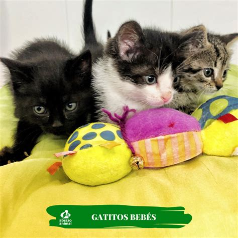 regalo gatitos|Adoptar gatos